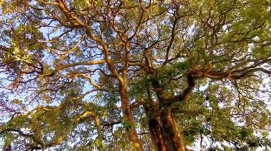 Gün batımında dev bir tropikal ağaç. Güneydoğu Asya 'da Patong Sahili' ndeki Kathu Bölgesi Phuket Adası 'ndaki bagajında bitki paraziti var..