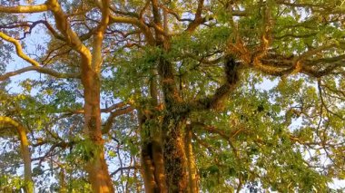 Gün batımında dev bir tropikal ağaç. Güneydoğu Asya 'da Patong Sahili' ndeki Kathu Bölgesi Phuket Adası 'ndaki bagajında bitki paraziti var..
