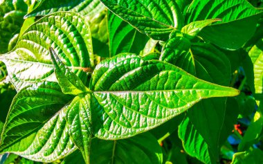 Güneydoğu Asya 'da Patong Sahili Kathu Bölgesi Phuket Adası Güney Tayland' da yeşil tropik yapraklar yaprak bitkileri ağaç deseni deseni.