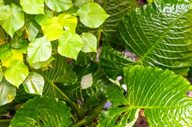 Fil kulaklı Alocasia. Güneydoğu Asya 'daki Patong Sahili' ndeki dev tropikal yaprak bitkisi Kathu Bölgesi Phuket Adası Bölgesi Güney Tayland..