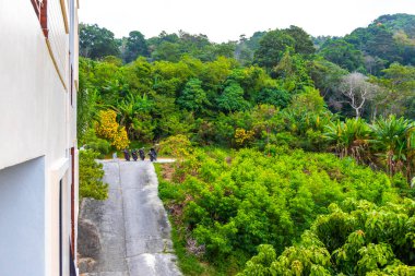 Güneydoğu Asya 'da Güney Tayland' da Patong Sahili Kathu Bölgesi Phuket Adası Güney Tayland 'da tropikal manzara, şehir ve plaj manzarası..