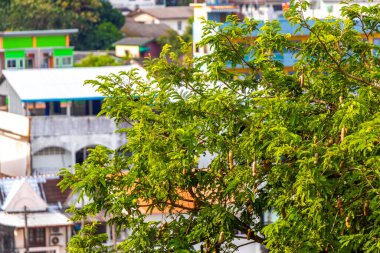 Güneydoğu Asya 'daki Güney Tayland' da Patong Sahili Kathu Bölgesi Phuket Adası 'nda kahverengi tatlı ve ekşi meyve ve yeşil yapraklı demirhindi ağacı..