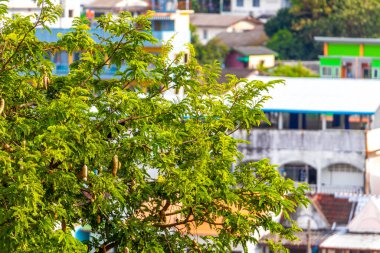 Güneydoğu Asya 'daki Güney Tayland' da Patong Sahili Kathu Bölgesi Phuket Adası 'nda kahverengi tatlı ve ekşi meyve ve yeşil yapraklı demirhindi ağacı..