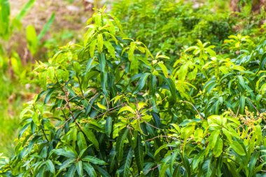 Orman yağmur ormanları olan tropik yeşil dağ, Güneydoğu Asya 'daki Patong Sahili' nde doğa ve palmiye ağaçları yetiştirir..