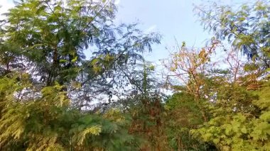 Tropikal orman yağmur ormanları palmiye ağaçları, Güneydoğu Asya 'daki Patong Sahili Kathu Bölgesi Phuket Adası Güney Tayland' da bulut ve mavi gökyüzü oluşturur..