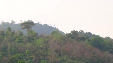 Orman yağmur ormanları olan tropikal dağ tepesi Güneydoğu Asya 'da Güney Tayland' da Patong Sahili Kathu Bölgesi Phuket Adası 'nda palmiye ağaçları ve mavi gökyüzü..