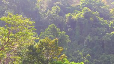 Orman yağmur ormanları olan tropik yeşil dağ, Güneydoğu Asya 'daki Patong Sahili' nde doğa ve palmiye ağaçları yetiştirir..