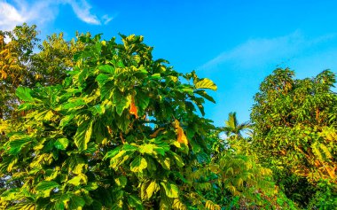 Güneydoğu Asya 'da, Güney Tayland' da, Patong Sahili 'nde, Kathu Bölgesi Phuket Adası' nda tropikal doğa yağmur ormanları ve çeşitli çiçek ağaçları, dağ tepeleri ve mavi gökyüzü..
