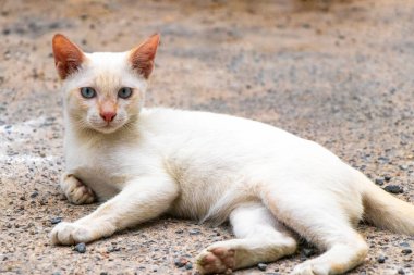 Güneydoğu Asya 'da Patong Plajı' nda Kathu Bölgesi Phuket Adası Güney Tayland 'da yerde yatan sevimli, beyaz, sevimli kedi yavrusu..