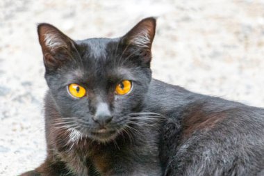 Güneydoğu Asya 'da Patong Sahili' nde Kathu Bölgesi Phuket Adası Güney Tayland 'da yerde uzanan altın sarısıyla sevimli sevimli sevimli sevimli kedi yavrusu..