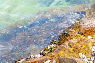 Güneydoğu Asya 'da Patong Sahili' ndeki kayalıklarda kayalıklarda yeşil yengeç ve dalgalar Kathu Bölgesi Phuket Adası Güney Tayland.