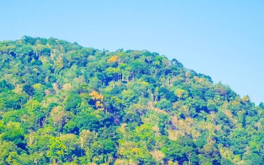 Tropik dağ tepeleri orman yağmur ormanları ağaçlarının tepeleri palmiye ağaçları bulut ve mavi gökyüzü manzarası Patong Sahili Kathu Bölgesi Phuket Adası Güney Tayland.