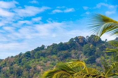 Tropikal orman yağmur ormanları, dağlık tepelerdeki palmiye ağaçlarının tepesinde bulut ve mavi gökyüzü manzaralı Patong Sahili Kathu Bölgesi Phuket Adası Güney Tayland.