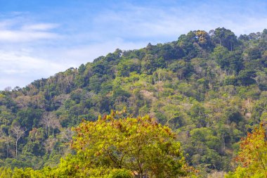 Tropik dağ tepeleri orman yağmur ormanları ağaçlarının tepeleri palmiye ağaçları bulut ve mavi gökyüzü manzarası Patong Sahili Kathu Bölgesi Phuket Adası Güney Tayland.