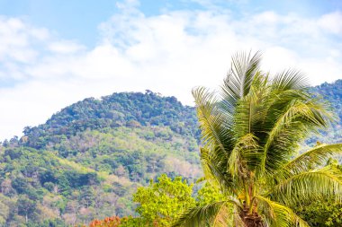Tropikal orman yağmur ormanları, dağlık tepelerdeki palmiye ağaçlarının tepesinde bulut ve mavi gökyüzü manzaralı Patong Sahili Kathu Bölgesi Phuket Adası Güney Tayland.