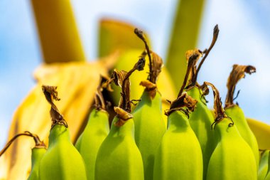 Güneydoğu Asya 'da Patong Sahili Kathu Bölgesi Phuket Adası Güney Tayland' da muz ağacında yeşil sarı muzlar yetişiyor..