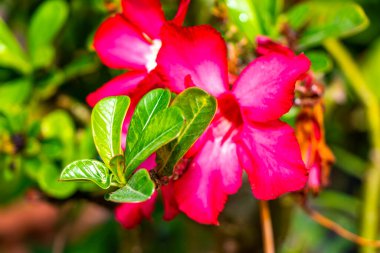 Kırmızı mor ve pembe çiçekler çiçek ve bitkiler tropikal bahçe saksı parkında ve Patong Sahili Kathu Bölgesi Phuket Adası Güney Tayland Bölgesi 'nde egzotik doğa.