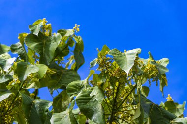 Tropikal orman yağmur ormanları palmiye ağaçları, Güneydoğu Asya 'daki Patong Sahili Kathu Bölgesi Phuket Adası Güney Tayland' da bulut ve mavi gökyüzü oluşturur..