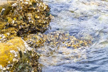 Güneydoğu Asya 'da Patong Sahili' ndeki kayalıklarda kayalıklarda yeşil yengeç ve dalgalar Kathu Bölgesi Phuket Adası Güney Tayland.