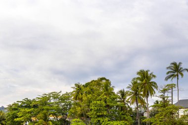 Tropikal orman yağmur ormanları, dağlık tepelerdeki palmiye ağaçlarının tepesinde bulut ve mavi gökyüzü manzaralı Patong Sahili Kathu Bölgesi Phuket Adası Güney Tayland.