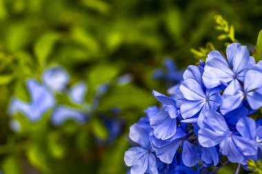 Güneydoğu Asya 'da Patong Sahili, Kathu Bölgesi, Phuket Adası Güney Tayland' da güzel küçük tropikal mor çiçekler ve çiçek fidanları..