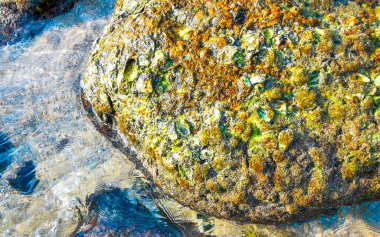 Rocky Kalim Sahili tropikal sahil kıyısı turkuvaz mavisi berrak su dalgaları kum kayaları kaya ve midye kabuklu kayalar Patong Sahili Kathu Phuket Adası Güney Tayland.