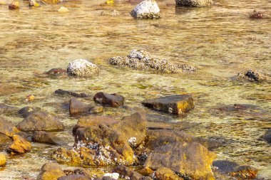 Rocky Kalim Sahili tropikal sahil kıyısı turkuvaz mavisi berrak su dalgaları kum kayaları kaya ve midye kabuklu kayalar Patong Sahili Kathu Phuket Adası Güney Tayland.