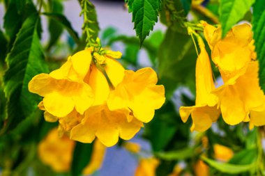 Güneydoğu Asya 'da, Patong Sahili' nde, Kathu Phuket Adası Güney Tayland 'da, tropikal çiçekler, turuncu ve sarı, yeşil arka plan bitkileri ağaç ağaçları..