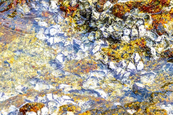 Fosilleşmiş deniz canlıları, Güneydoğu Asya 'daki Güney Tayland' da Patong Sahili 'ndeki Kathu Bölgesi Phuket Adası' nda deniz kıyısı dokusu ve deseni yanında kayaların üzerinde midye ve deniz kabukları..