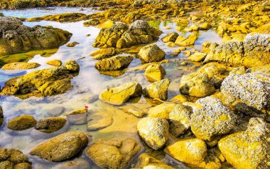 Rocky Kalim Sahili tropikal sahil kıyısı turkuvaz mavisi berrak su dalgaları kum kayaları kaya ve midye kabuklu kayalar Patong Sahili Kathu Phuket Adası Güney Tayland.