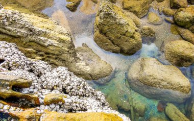 Rocky Kalim Sahili tropikal sahil kıyısı turkuvaz mavisi berrak su dalgaları kum kayaları kaya ve midye kabuklu kayalar Patong Sahili Kathu Phuket Adası Güney Tayland.