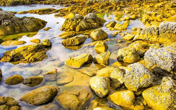 Rocky Kalim Sahili tropikal sahil kıyısı turkuvaz mavisi berrak su dalgaları kum kayaları kaya ve midye kabuklu kayalar Patong Sahili Kathu Phuket Adası Güney Tayland.