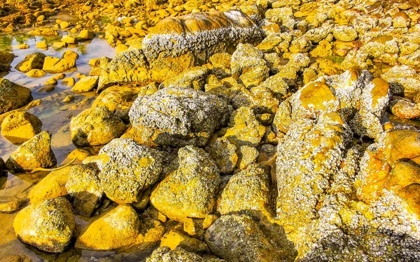 Rocky Kalim Sahili tropikal sahil kıyısı turkuvaz mavisi berrak su dalgaları kum kayaları kaya ve midye kabuklu kayalar Patong Sahili Kathu Phuket Adası Güney Tayland.