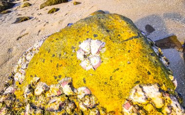 Rocky Kalim Sahili tropikal sahil kıyısı turkuvaz mavisi berrak su dalgaları kum kayaları kaya ve midye kabuklu kayalar Patong Sahili Kathu Phuket Adası Güney Tayland.