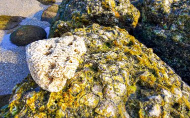 Güneydoğu Asya 'da Patong Sahili' nde Kathu Bölgesi Phuket Adası 'ndaki Turkuaz yeşil ve mavi sularda mercan mercan çakıl taşları ve kaya kayaları..