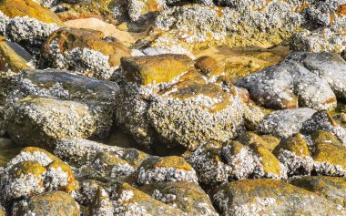 Rocky Kalim Sahili tropikal sahil kıyısı. Kum kayaları kaya taşları ve midye kabuklu kayalar Patong Sahili 'nde Kathu Phuket Adası Güney Tayland.