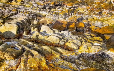 Rocky Kalim Sahili tropikal sahil kıyısı. Kum kayaları kaya taşları ve midye kabuklu kayalar Patong Sahili 'nde Kathu Phuket Adası Güney Tayland.