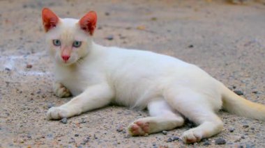 Güneydoğu Asya 'da Patong Plajı' nda Kathu Bölgesi Phuket Adası Güney Tayland 'da yerde yatan sevimli, beyaz, sevimli kedi yavrusu..