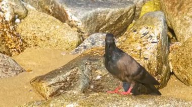 Güneydoğu Asya 'da Patong Sahili, Kathu Bölgesi, Phuket Adası Güney Tayland' da kayalıklardaki güvercin güvercin güvercini taşı taşları uçurumu..