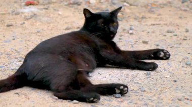 Şirin, siyah, sevimli, sevimli kedicik altın sarısı gözlü, Patong Sahili 'nin zemininde uzanan ve rahatlatan Güneydoğu Asya' daki Kathu Bölgesi Phuket Adası Eyaleti Tayland 'da.