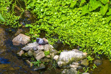 Güvercin güvercinleri Güneydoğu Asya 'da Patong Plajı' ndaki bir tropikal nehirde, Güney Tayland 'daki Kathu Bölgesi Phuket Adası' nda bir kayanın üzerinde oturuyorlar..