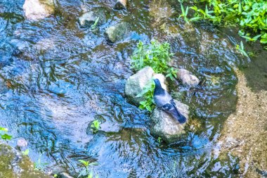 Güvercin güvercinleri Güneydoğu Asya 'da Patong Plajı' ndaki bir tropikal nehirde, Güney Tayland 'daki Kathu Bölgesi Phuket Adası' nda bir kayanın üzerinde oturuyorlar..