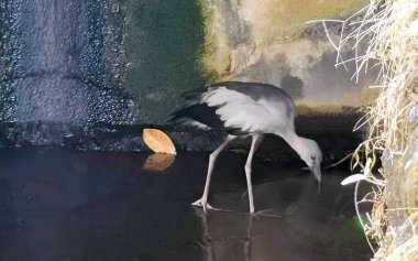 Asya açılış gagalı leyleği Anastomus oscitans kuşu Güneydoğu Asya 'da Patong Sahili' ndeki Kathu Phuket Adası Güney Tayland 'da tropikal nehir gölü kanal şelalesinde balık tutuyor ve yürüyor..