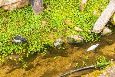 Asya açılış gagalı leyleği Anastomus oscitans kuşu Güneydoğu Asya 'da Patong Sahili' ndeki Kathu Phuket Adası Güney Tayland 'da tropikal nehir gölü kanal şelalesinde balık tutuyor ve yürüyor..