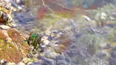 Dalga suyu, Güneydoğu Asya 'nın güneyindeki Patong Sahili' nin kayalık sahil kıyısındaki kayalık kayalıklardaki yeşil yengeçleri vuruyor..