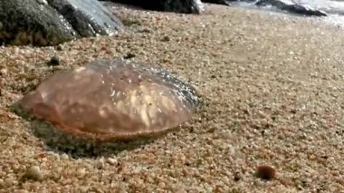 Güneydoğu Asya 'da Patong Sahili' nde Kathu Bölgesi Phuket Adası Bölgesi Güney Tayland 'da kumsalda büyük, karaya oturmuş şeffaf denizanası..