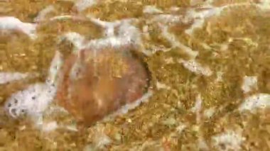 Güneydoğu Asya 'da Patong Sahili' nde Kathu Bölgesi Phuket Adası Bölgesi Güney Tayland 'da kumsalda büyük, karaya oturmuş şeffaf denizanası..