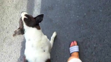 Kathu Bölgesi, Phuket Adası, Tayland 11. Şubat 2026 Sevimli sevimli sokak köpeği beni takip ediyor ve benimle birlikte Asya 'daki Patong Sahili Phuket Tayland' daki yol kenarında yürüyor..