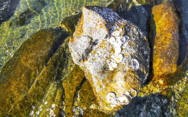 Kalim Sahili tropikal kayalık sahil kıyısı turkuvaz mavisi berrak su dalgaları kum kayaları kaya ve midye kabuklu kayalar Patong Sahili Kathu Phuket Adası Güney Tayland.