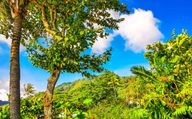 Tropikal orman yağmur ormanları, dağlık tepelerdeki palmiye ağaçlarının tepesinde bulut ve mavi gökyüzü manzaralı Patong Sahili Kathu Bölgesi Phuket Adası Güney Tayland.